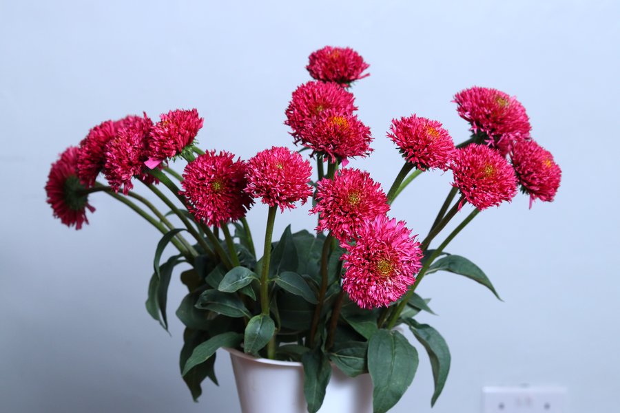 Red-Pink