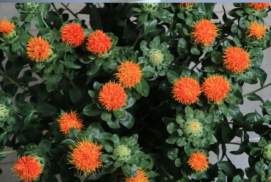 Orange-Yellow
