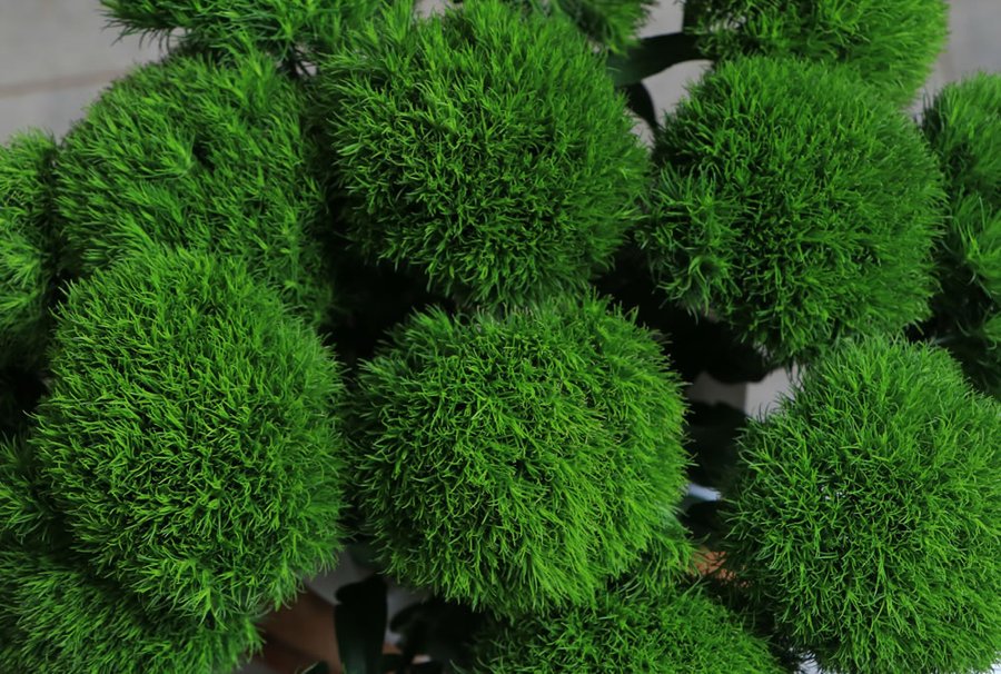 Green Trick