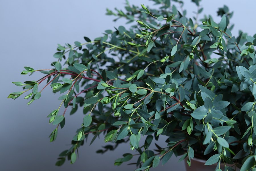 Parvifolia