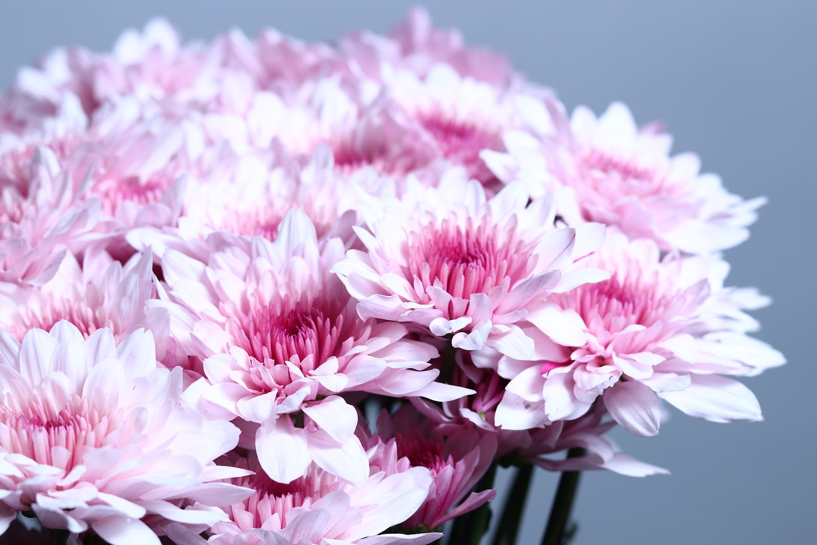Pink Bicolour