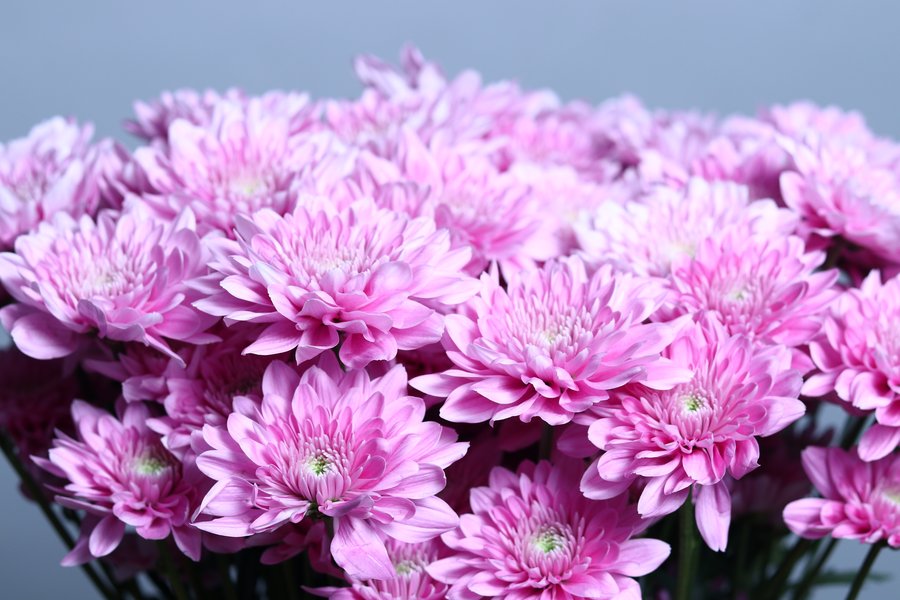 Soft Pink