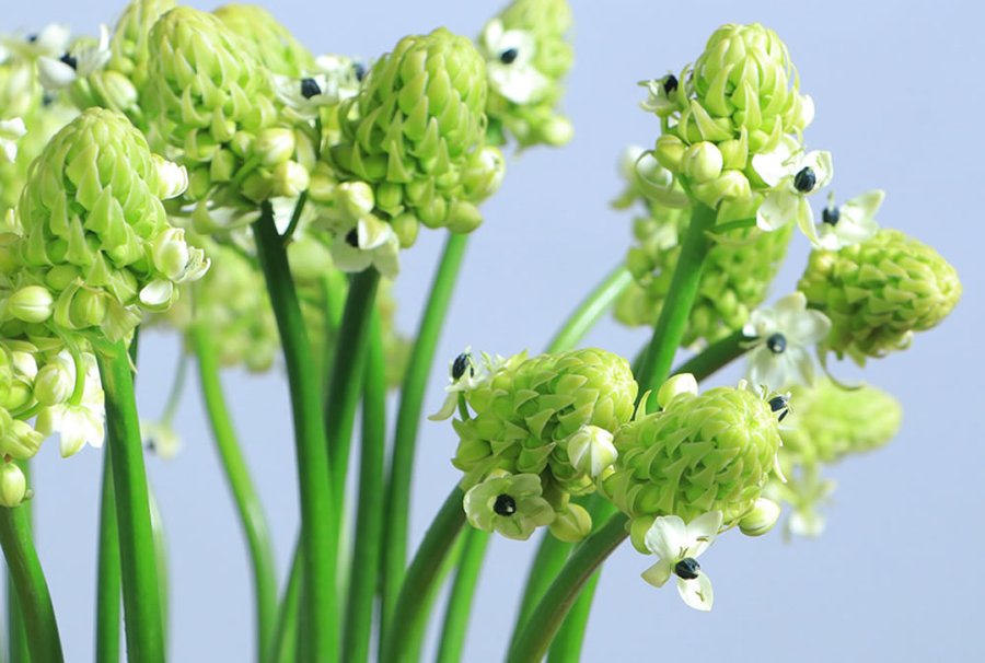 Arabicum