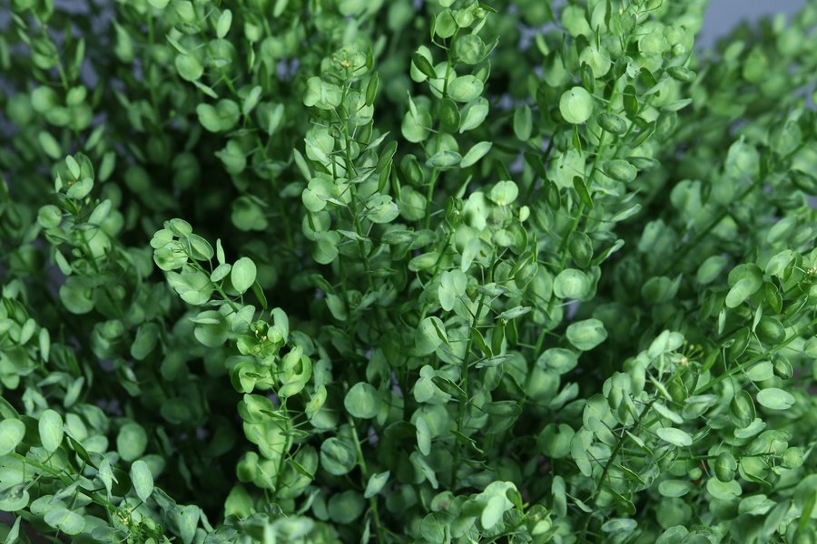 Green-White
